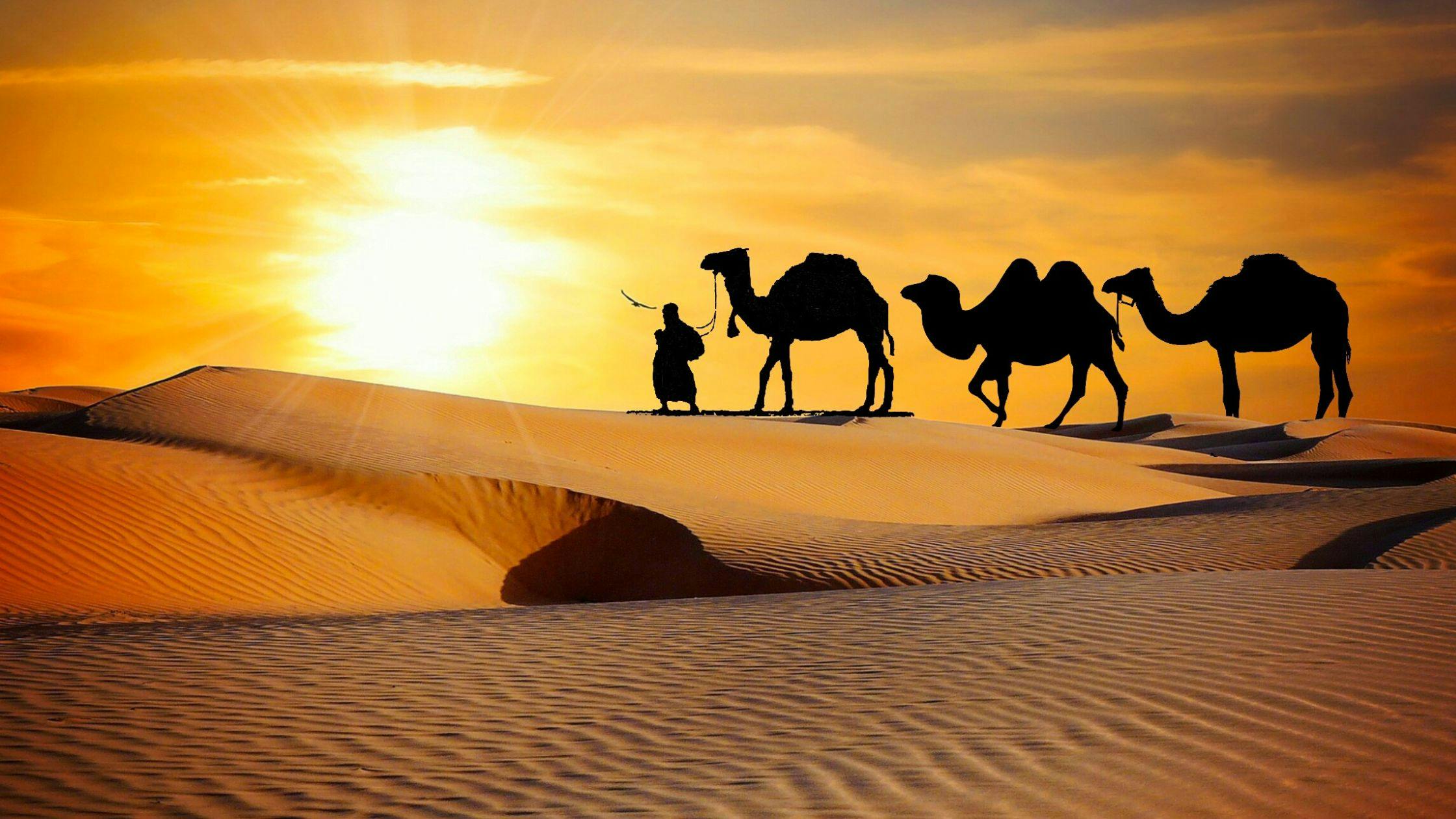 Desert Safari – A Cool Evening Adventure